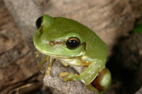 Litoria caerulea, Photo by Dr Harry Hines