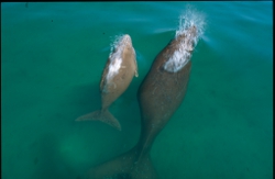 Dugong and calf, Photo by DETSI