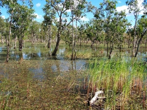 Staaten River National Park, Photo by GW Wilson