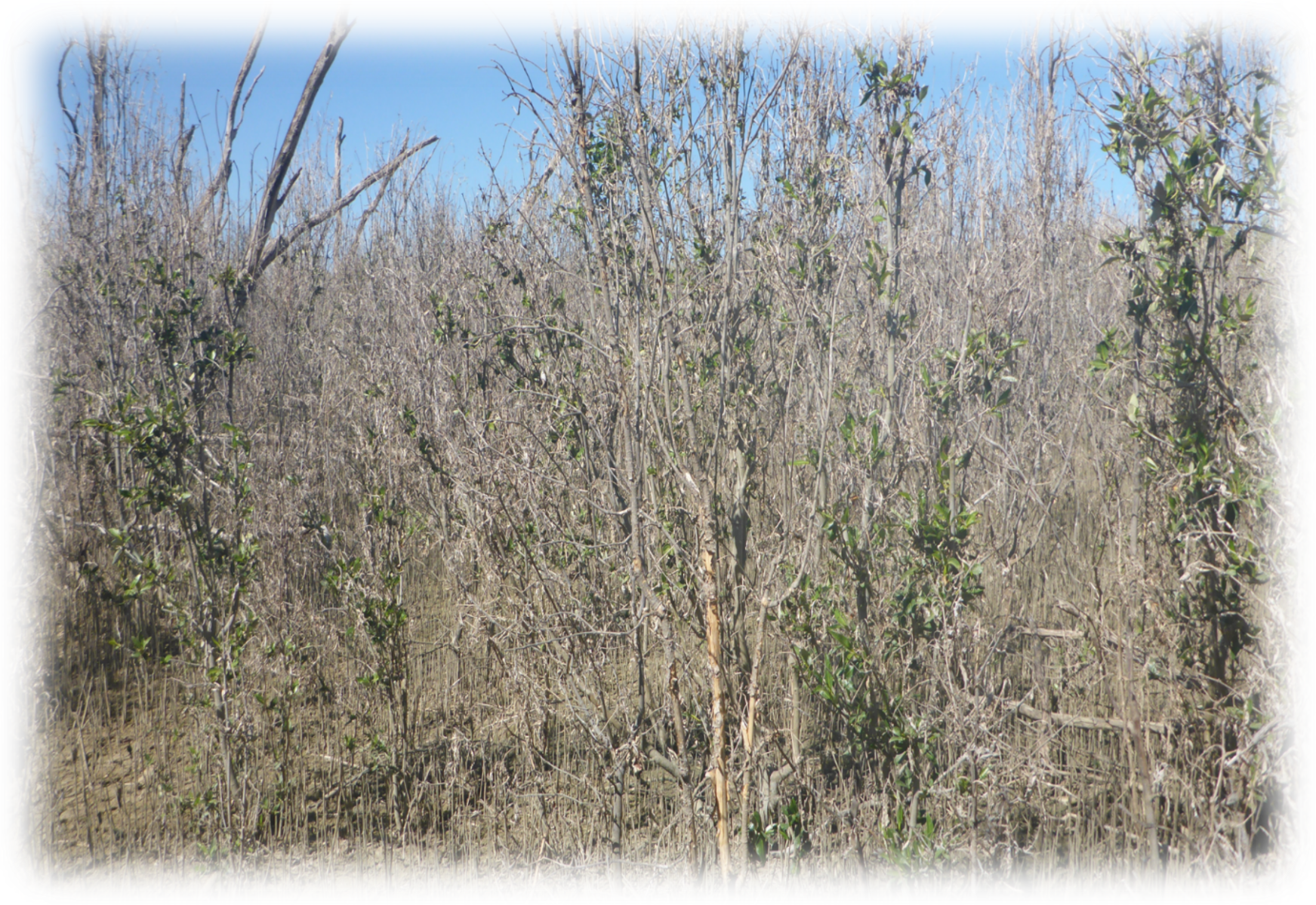 Click on image to view the Mangrove dieback and recovery in the Gulf of Carpentaria Map Story