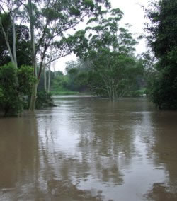 Riparian and floodplain vegetation can slow flood waters Photo by Cathy Ellis
