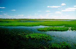Robsley Swamp, Photo by Cathy Thrupp