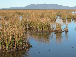 Waterbird habitat, Broad Sound Photo by Roger Jaensch