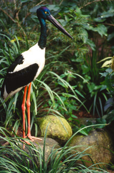 Jabiru, Photo by DETSI
