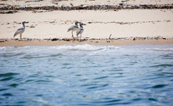 Halifax Bay, Photo by DETSI