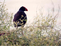 Purple swamp hen Photo by Roger Jaensch 