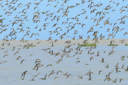 Shorebirds, knots and godwits, in flight south east Gulf of Carpentaria Photo by Roger Jaensch and Carpentaria Land Council Aboriginal Corporation