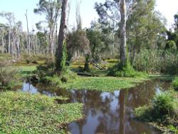 The regularity and intensity of flows can influence water plant growth, Photo by DETSI