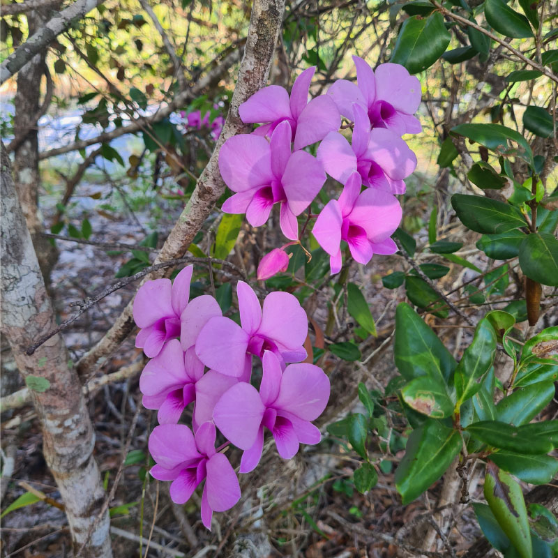 The Cooktown Orchid is all show - it has no scent or nectar to offer a pollinator. Photo by Ashley Field