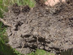 Soils at Eurimbula Photo by Queensland Government