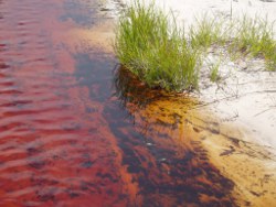 Tannin waters of Bribie Island Photo by Gayle Stewart