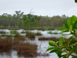 McEwens Beach—brackish area Photo by Chris Small
