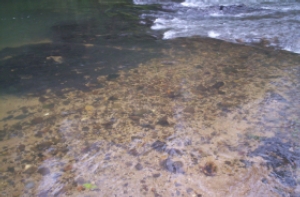 Clean and clear, a fast flowing, shallow rainforest creek Photo by Cathy Ellis