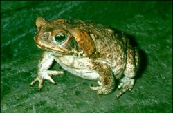 Cane toad, Photo by DETSI