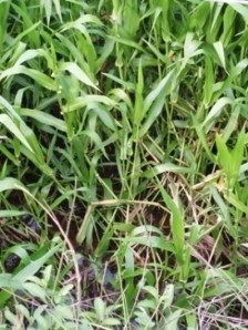 Hymenachne amplexicaulis, Photo by Chris Sanderson