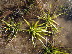 Edgbaston Springs Photo by Water Planning Ecology Group, DSITIA