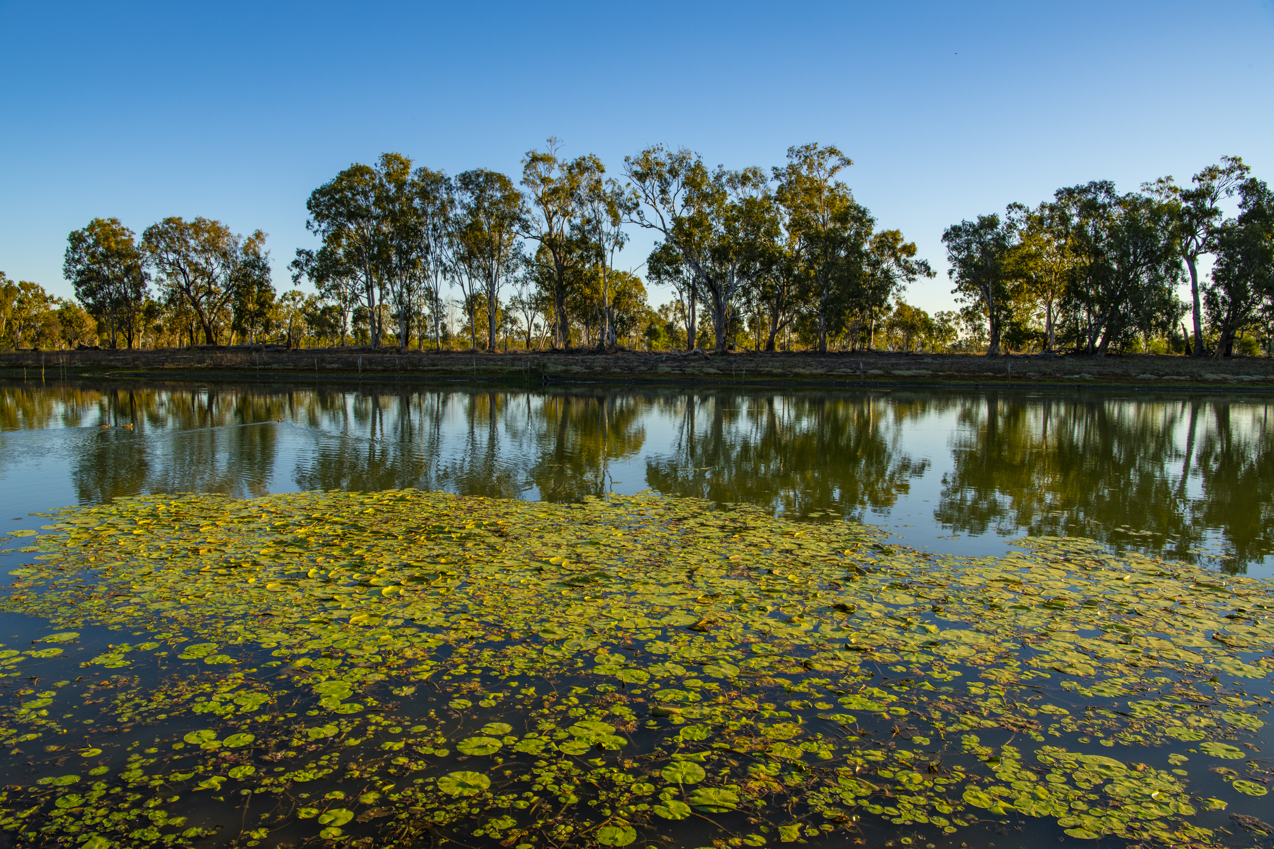 Lacustrine wetland. Photo by Gary Cranitch © Queensland Museum 