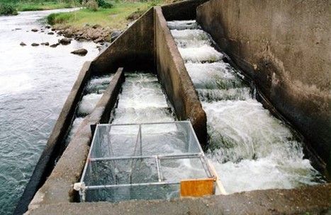 Pool and weir fishway showing fish trap used to sample effectiveness, Marian Weir, Pioneer River, Queensland Photo by Tim Marsden