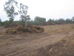 Cleared area Photo by Niall Connolly