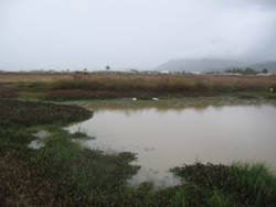 Development near a wetland Photo by Niall Connolly