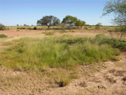 Aramac Springs Photo by Rod Fensham