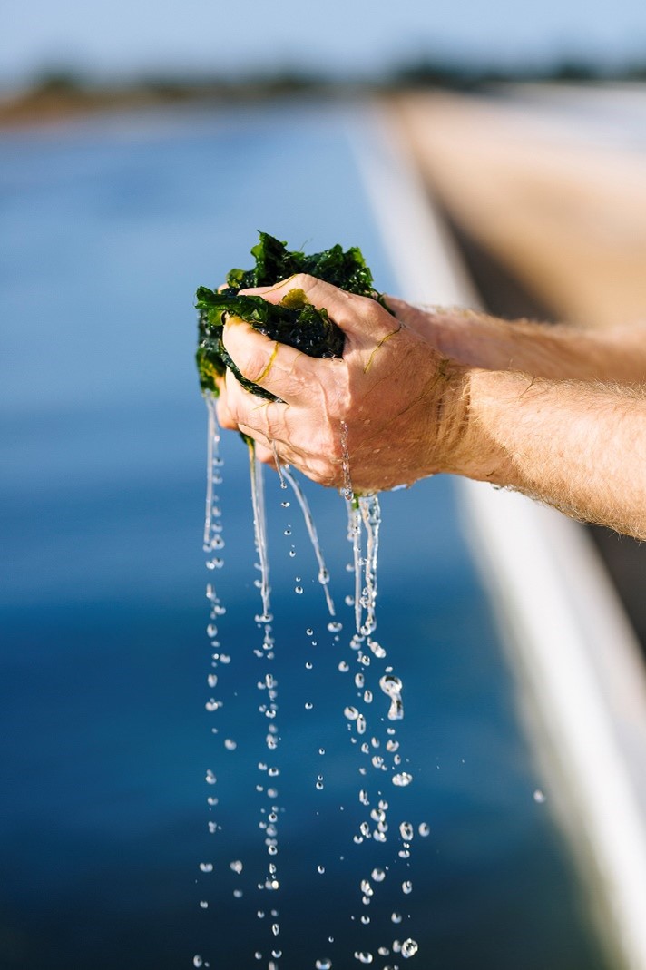Figure 5 Algae biomass, Photo by Pacific Biotechnologies