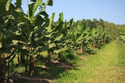 Maintaining interrow groundcover is a best management practice. Photo by Queensland Government