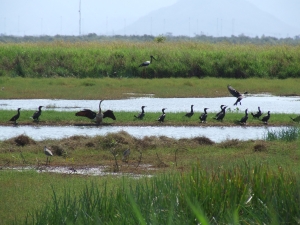 Townsville Common Photo by Nick Cuff