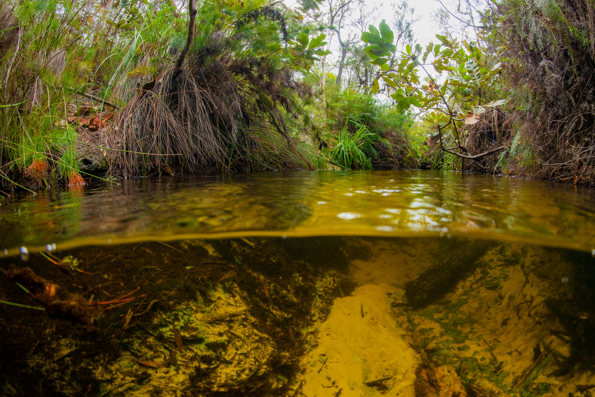 Great Sandy Strait, Photo by Gary Cranitch copyright Queensland Museum