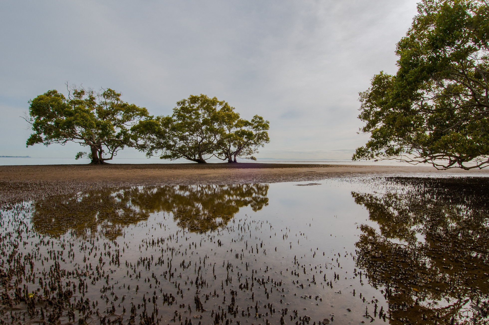 Moreton Bay, Photo by Gary Cranitch copyright Queensland Museum