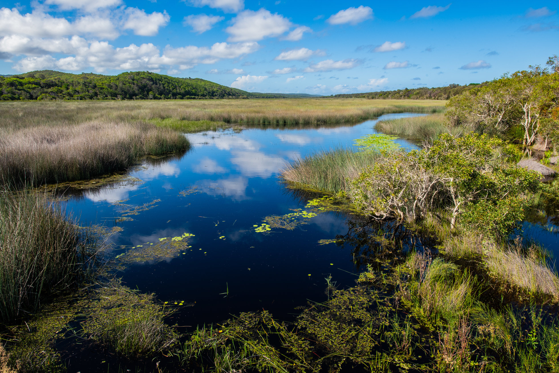 Moreton Bay, Photo by Gary Cranitch copyright Queensland Museum