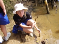 Looking at mangroves