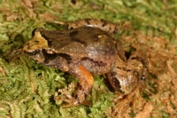 Photo by Harry Hines