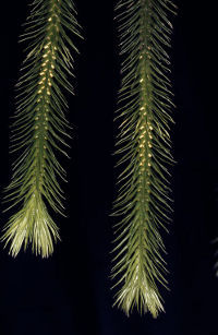 Blue tassel fern Photo by Fagg, M. (Atlas of Living Australia)