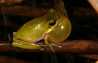 Cooloola sedgefrog Photo by Harry Hines