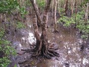 Mangrove, Photo by Cathy Ellis