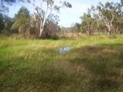 100 Mile Swamp, Photo by Cathy Ellis